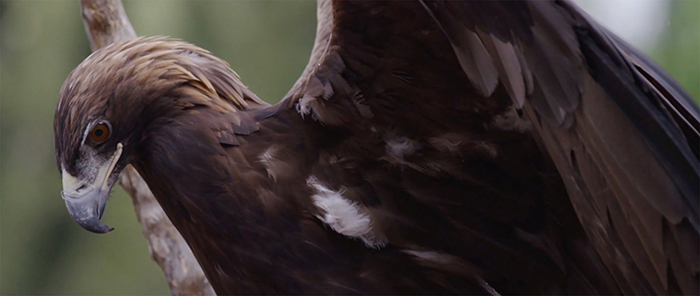 El Águila Real, animal distinguido del campo de Jalisco - Brunoticias