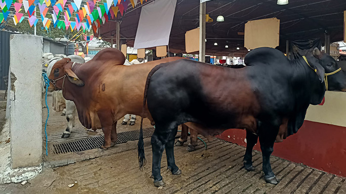 1 Siglo de la llegada del ganado Cebú a México