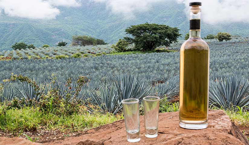producción tequila