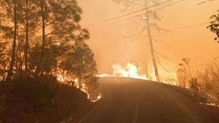 Incendios forestales: historias de vidas, muertes y resurrecciones￼