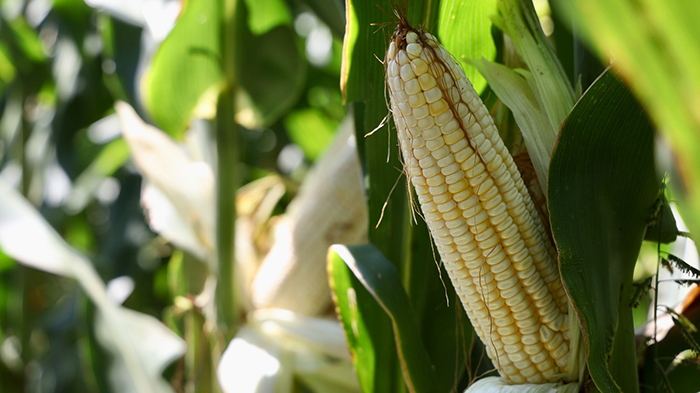 El agave arrincona la siembra comercial del maíz en Jalisco