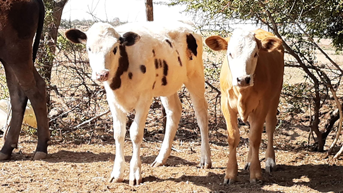 Por ola de calor piden autoridades a ganaderos proteger  animales