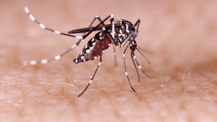 Aumenta a 16 los casos de dengue en Tanhuato, hay 1 en Yurécuaro