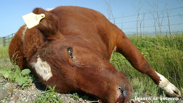 Mueren más de 60 cabezas de ganado en rancho de Degollado, Jalisco; se desconocen las causas