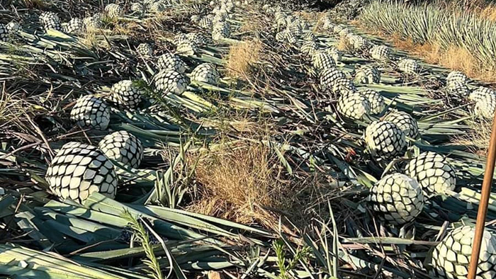 Consejo Regulador del Tequila no promueve ley para regular cultivos