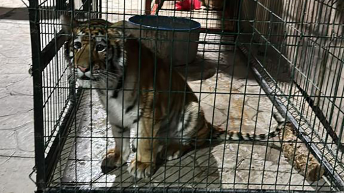Aseguran a tigre, pantera león en Tinaja de Vargas, Tanhuato