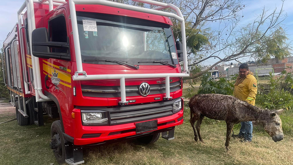Bomberos de La Piedad rescatan a 1 burro de incendio