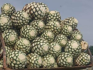 agave tequileras