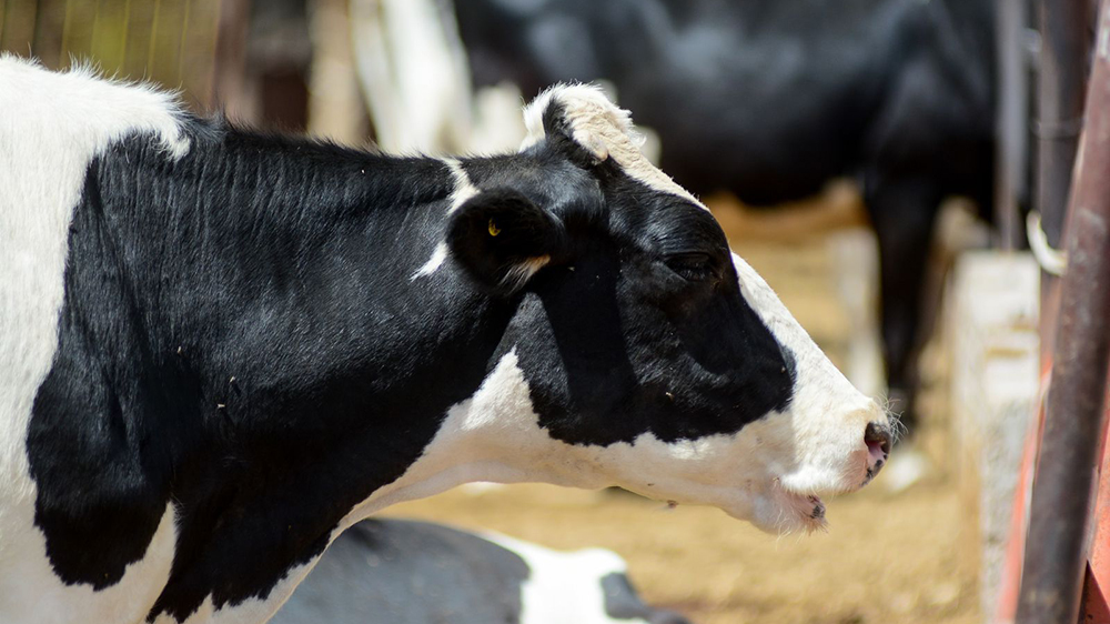Gobierno de Jalisco, mediante Sader, se solidariza con los productores lecheros